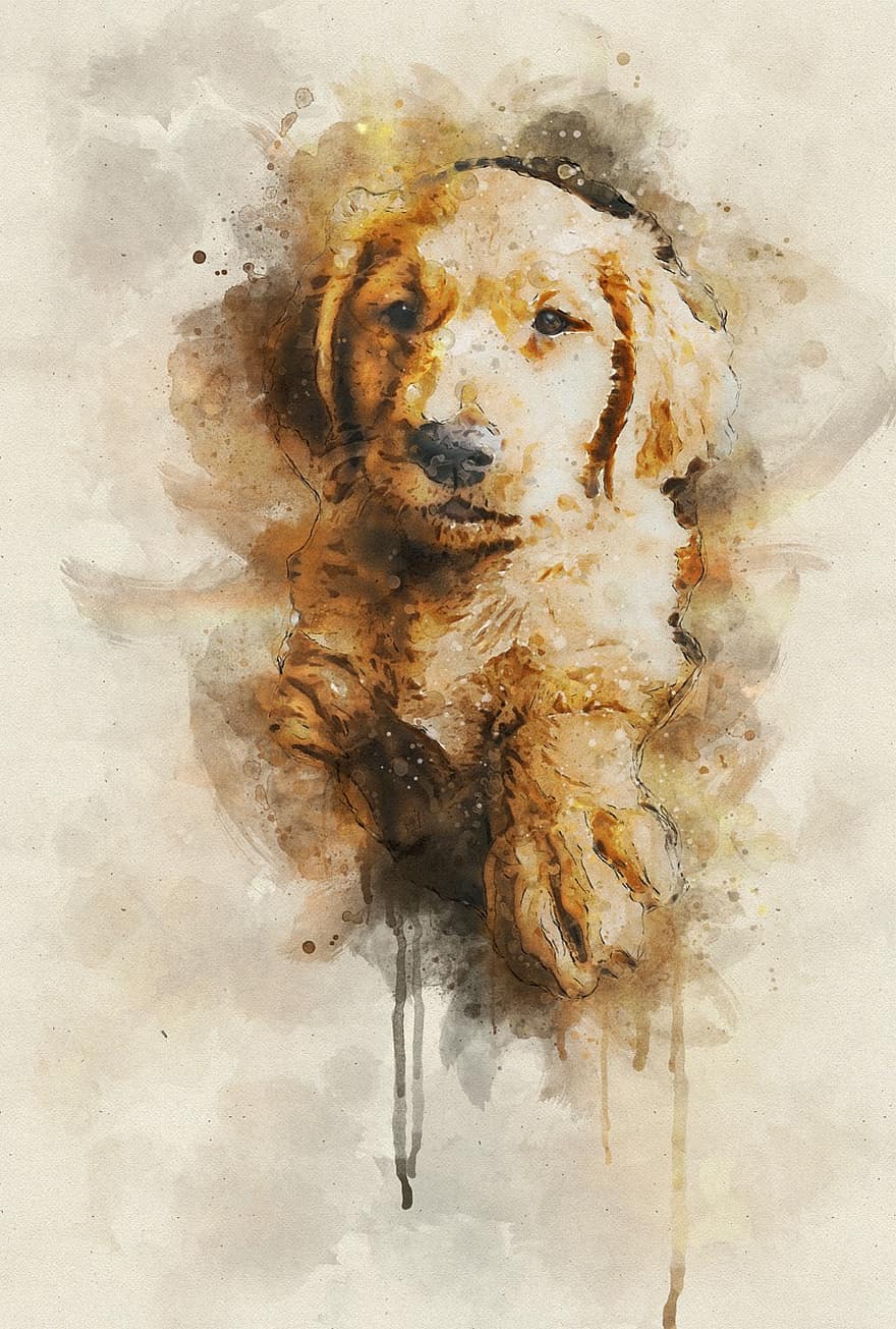 animal, perro, dibujo, Art º, bosquejo, perrito, mascota, golden retriever, creatividad, pintura, obra de arte