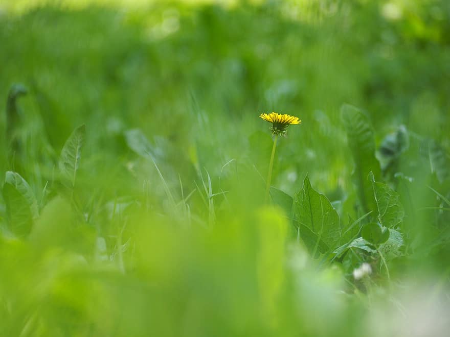 Dandelion, Grass, Meadow, Flower, Plant, Bloom, Field, green color, summer, close-up, springtime