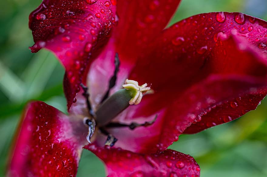 tulipan, blomst, dugg, duggdråper, regndråper, våt, petals, pistil, stamen, vårblomst, anlegg