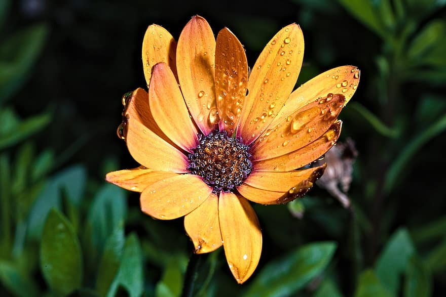 Flower, Petals, Dew Drops, close-up, plant, summer, petal, yellow, leaf, green color, macro
