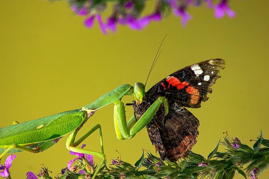 Mantis religiosa, papallona, menjar, insectes, mantodea, depredador, naturalesa, animals, entomologia, primer pla, vida salvatge