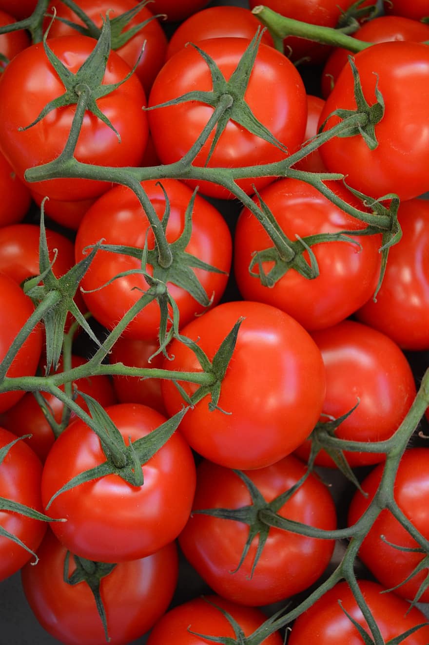 tomater, mad, rød, stilk