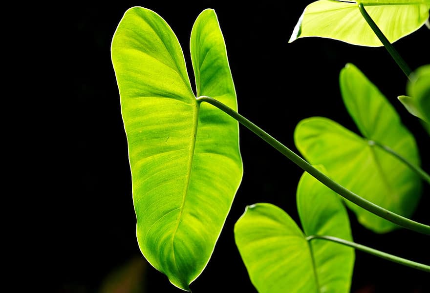 φυτό, φύλλα, Philodendron Rugosum, χλωρίδα, φύση, φύλλωμα, βοτανική, φύλλο, πράσινο χρώμα, γκρο πλαν, καλοκαίρι