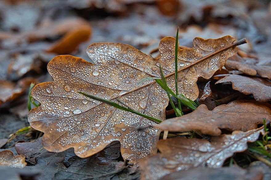 ใบไม้, เม็ดฝน, พื้น, ใบไม้ร่วง, ใบไม้สีน้ำตาล, ใบไม้แห้ง, ฝน, หยด, เปียก, สภาพอากาศ, ธรรมชาติ