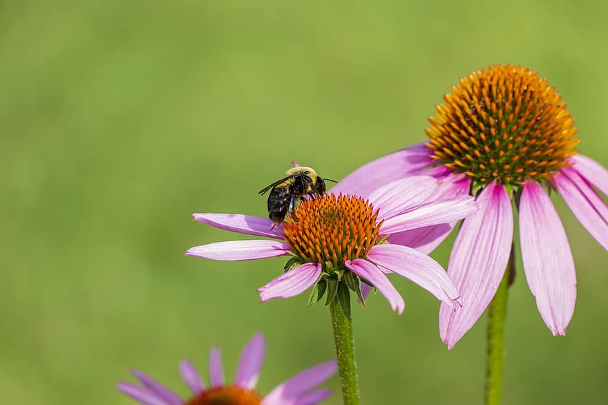 Bee, Bumble, Bumblebee, Insect, Animal, Bug, Wildlife, Nature, Flower, Summer, Wings