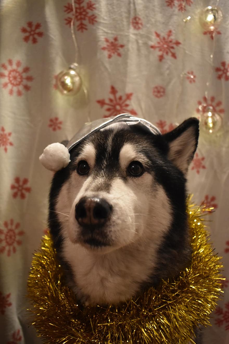 Pes, chraplavý, Vánoce, domácí zvíře, roztomilý, šťastný nový rok, oslava