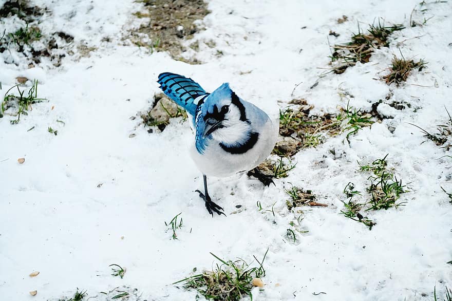 mėlyna jay, paukštis, žiemą, sniegas, ornitologija, snapas, plunksna, gyvūnams, Iš arti, vienas gyvūnas, paukščių stebėjimas