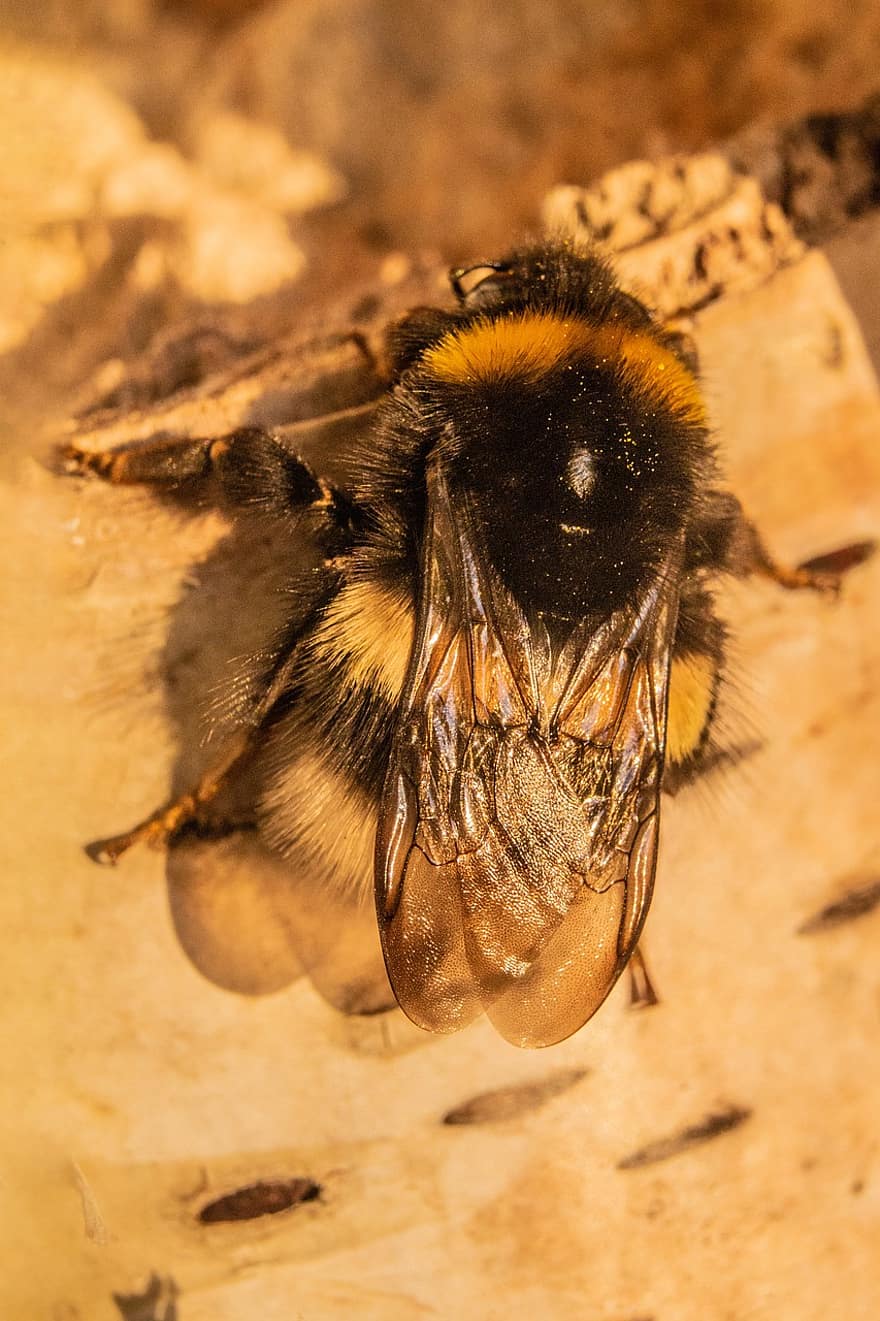 Bie, pollen, kveldssol, bjørkebark, humle, insekt, makro, nærbilde, honning, pollinering, honningbie