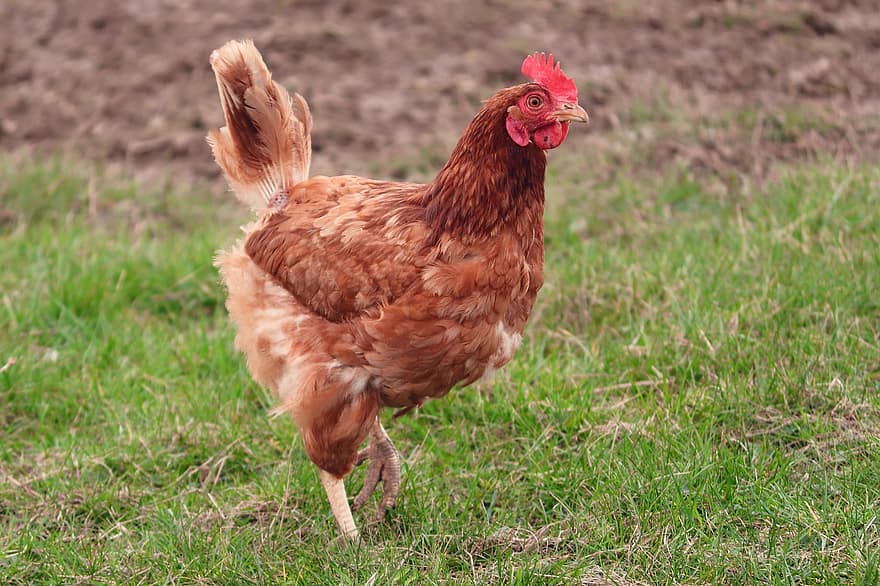 pollo, gallina, granja, distancia, carrera de pollos, plumas, animal de granja, plumas de pollo, aves de corral, al aire libre, pájaro