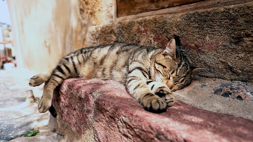 kat, herreløs kat, gadekat, søvn, feral kat, indenlandske kat, feline, pattedyr, kæledyr, dyr, indenlandske