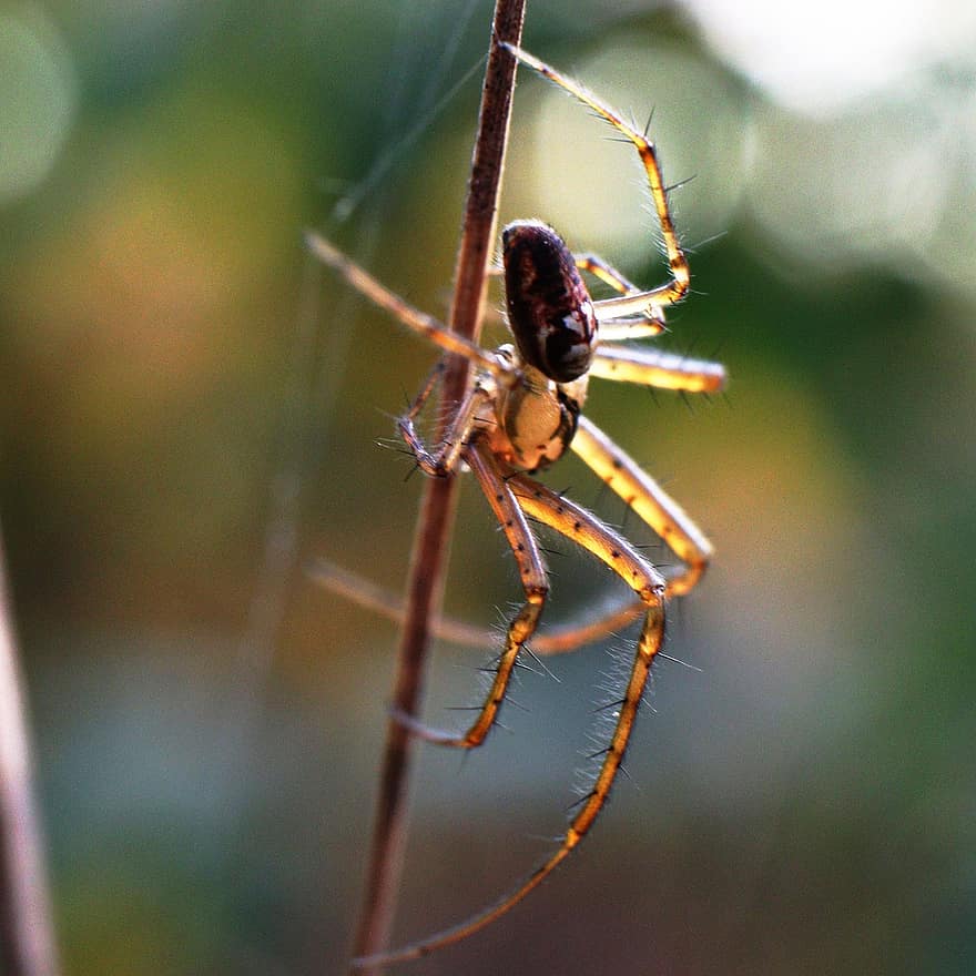 laba-laba, arakhnida, jaring laba-laba, sarang laba-laba, web, bola, penenun, serangga, bug, arachnofobia, alam