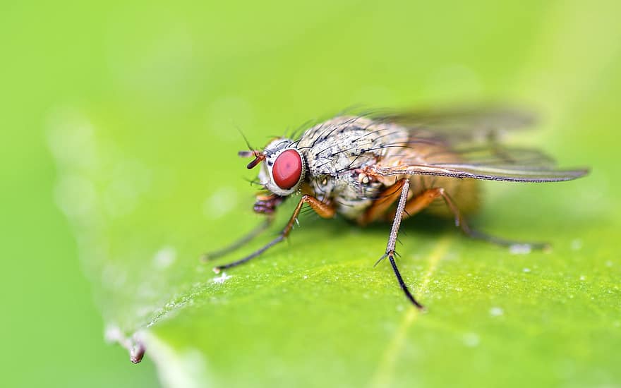 terbang, serangga, daun, makro, merapatkan, ilmu serangga, mata, alam, mata majemuk, lalat berbulu, lembar