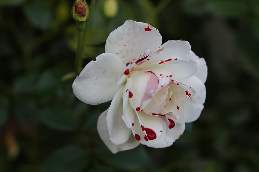 Bloedige witte roos, bloem, droefheid, melancholicus, symbool van zuiverheid, symbolisch, avond, Sneeuwkoningin Rose
