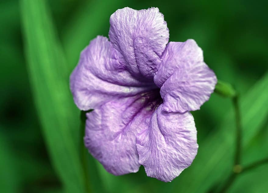 ルリア、花、工場、紫色の花、花びら、咲く、自然