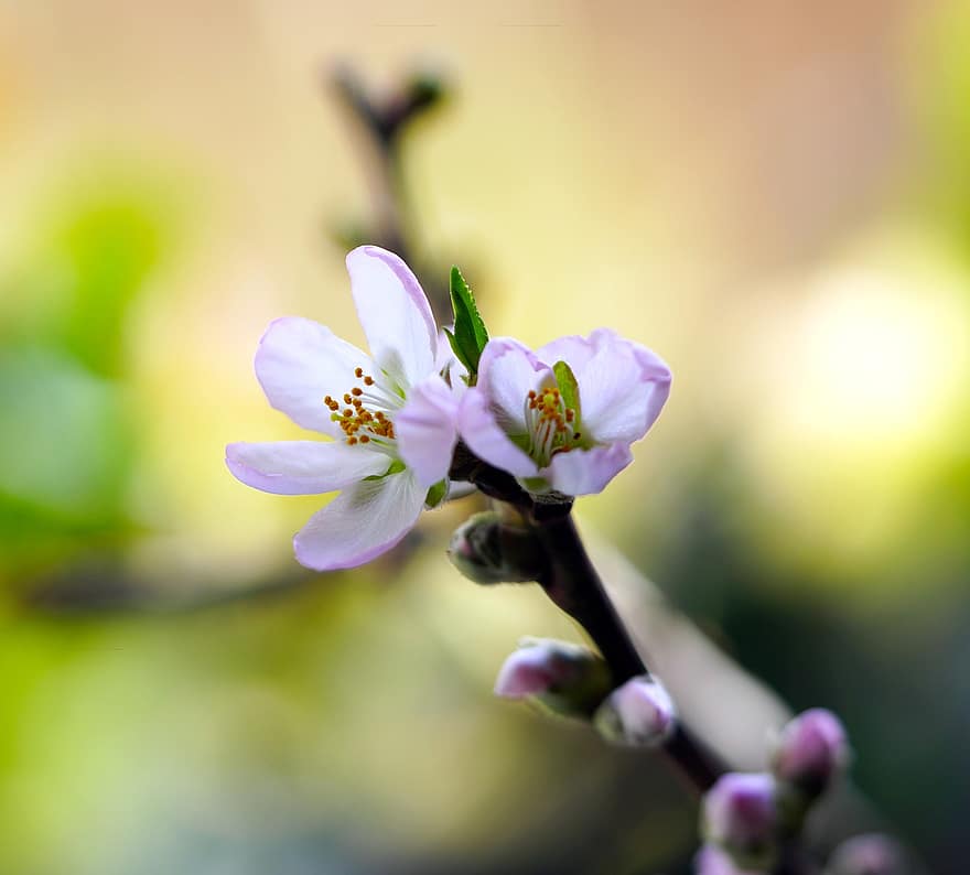 миндальный цветок, цветы, миндальное дерево, весна, лепестки, цветение, цвести, дерево, природа