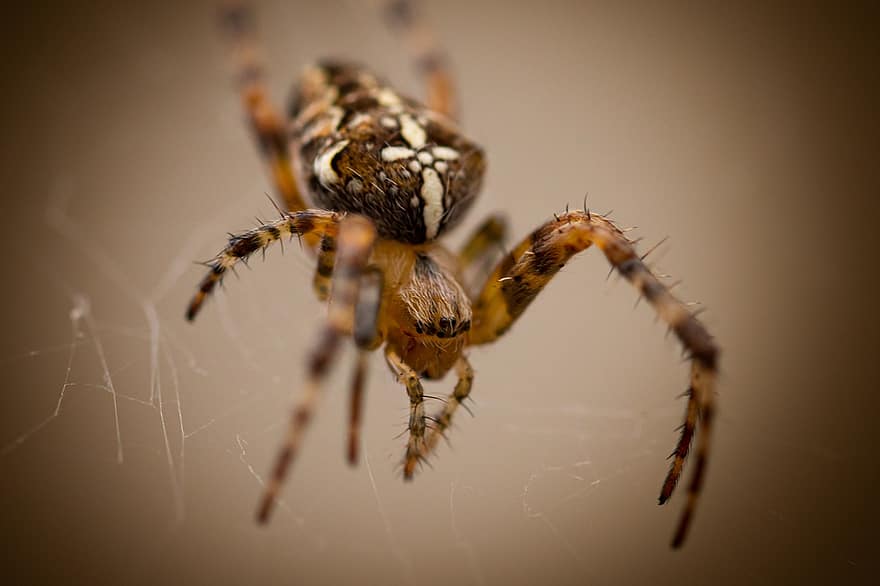 αράχνη, Agulate Orbweaver, αραχνοειδές έντομο, araneus, αράχνη κήπου, αράχνη αχυρώνα