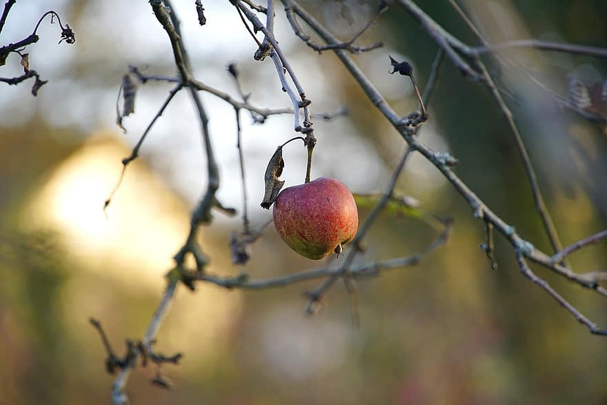 poma, arbre, branques, solter, Última Apple, poma vermella, fruita, orgànic, fresc, fruita fresca, poma fresca