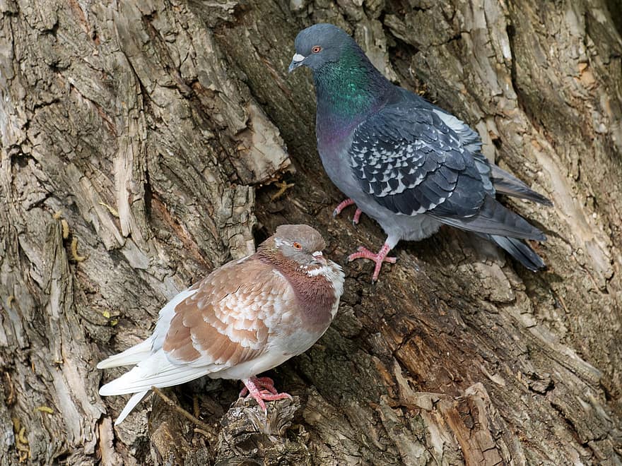 des oiseaux, les pigeons, arbre, perché, écorce, le bec, plume, animaux à l'état sauvage, Pigeon, branche, fermer