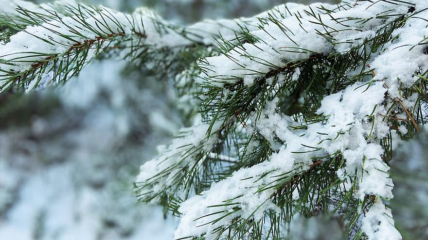 冬、木、雪、シーズン、森林、小枝、針葉樹、トウヒ、雪をかぶった