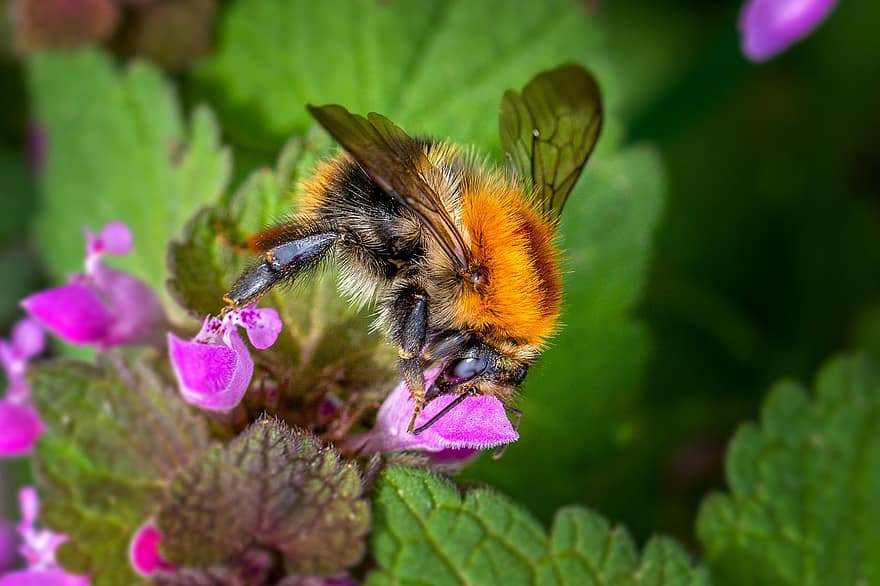abejorro, abeja, flor, insecto, Abejorro de campo, abeja salvaje, planta, naturaleza, macro