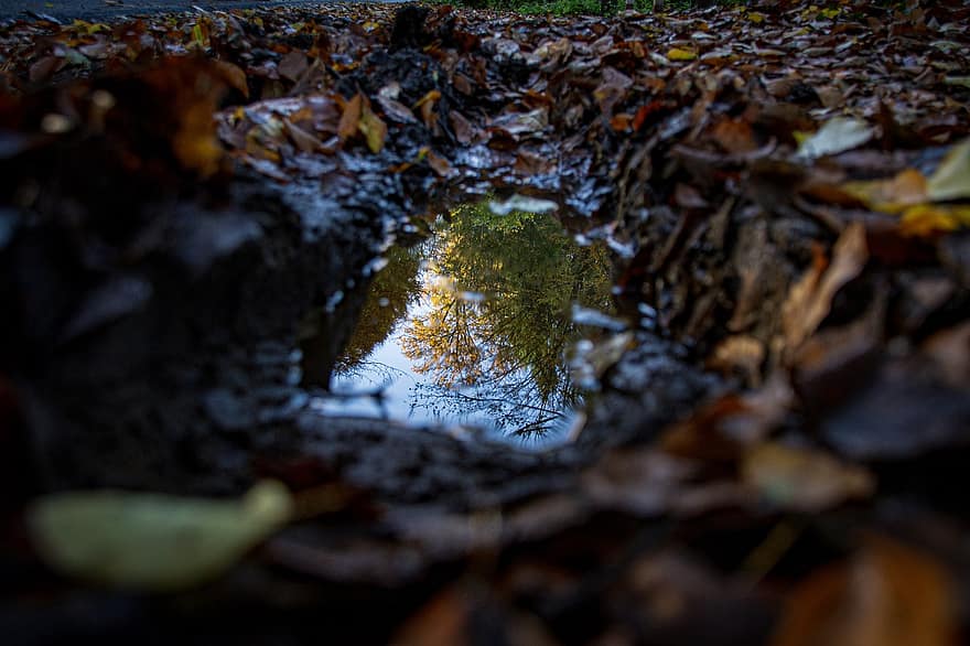 Puddle, Rain, Forest, Floor, Forest Floor, Water