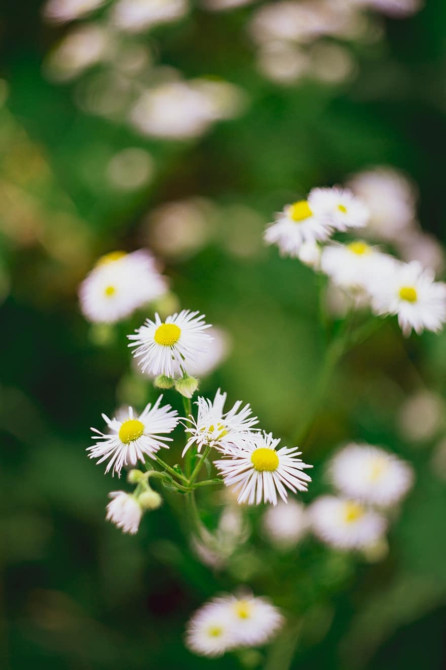 Daisies, Flowers, White Flowers, White Daisies, Bloom, Blossom, Flora, Floriculture, Horticulture, Botany, Nature