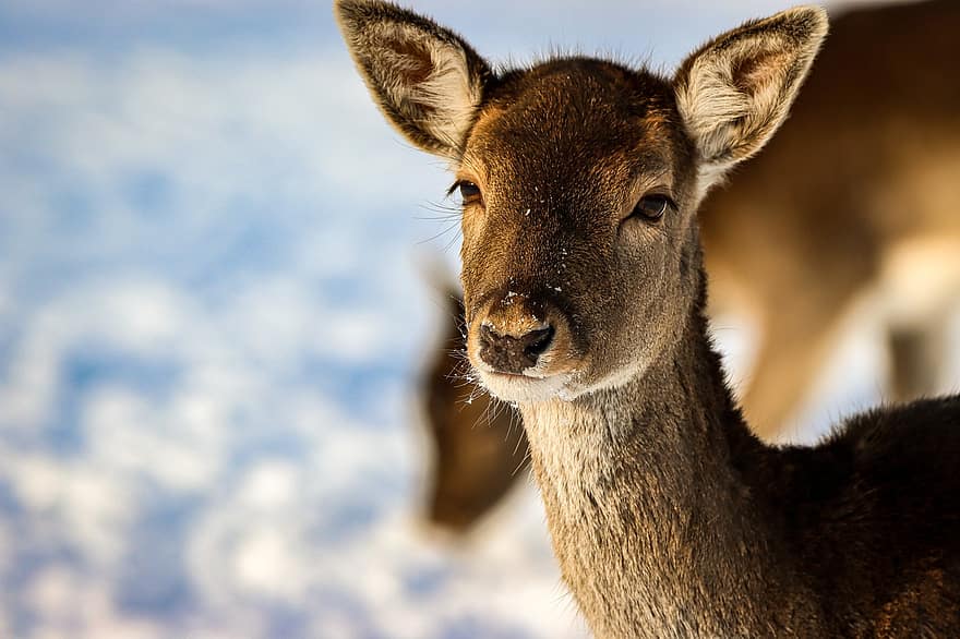 rusa, hewan, musim dingin, kepala, menghadapi, salju, mamalia, margasatwa, merapatkan, alam, hutan