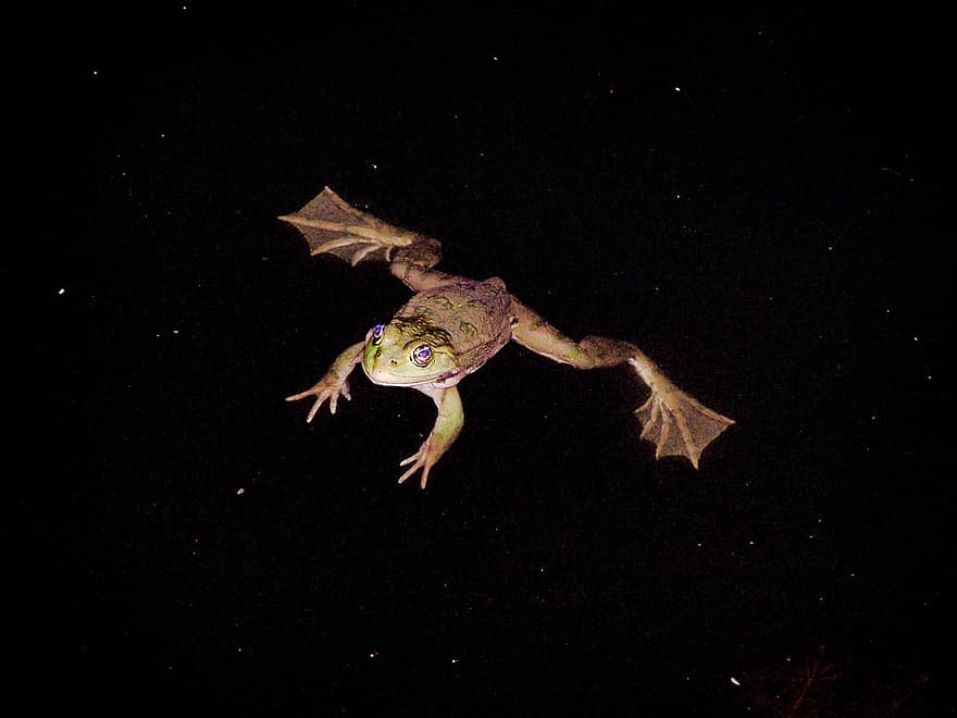 katak, reptil, air, berenang, pada malam hari, cahaya, alam, tenang, pesenam