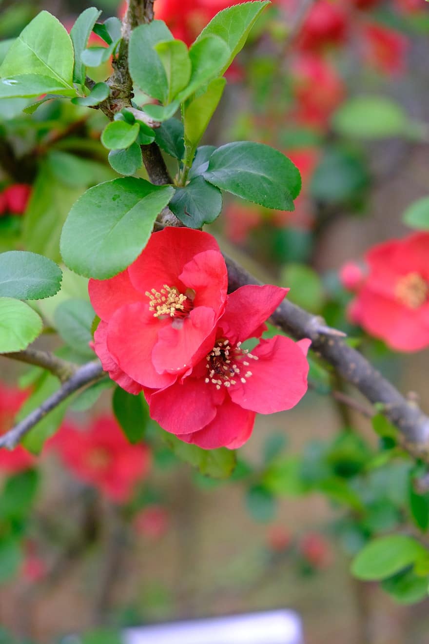 Flowers, Chinese Quince, Bloom, Blossom, Botany, Plant, Petals, Growth, leaf, close-up, flower