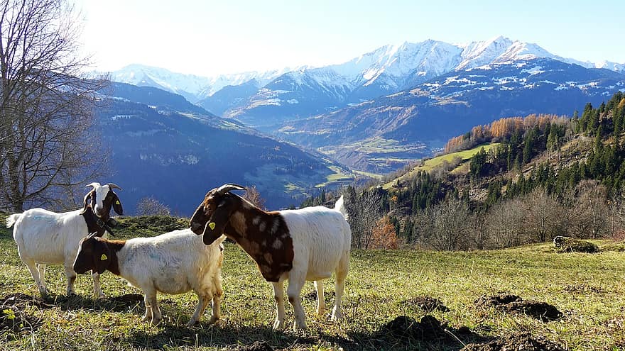 cabra, muntanya, agricultura, panorama de muntanya