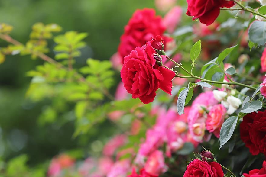 розовые цветы, розы, розовые розы, цветы, природа, весна, весенние цветы, сад, лист, завод, цветок