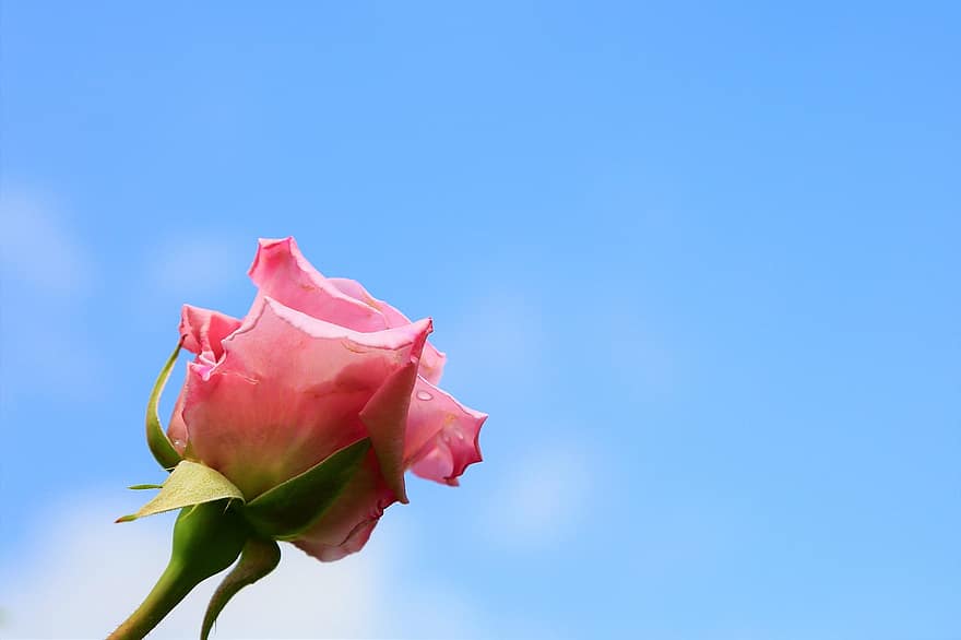 Rosa, Rosa rosada, flor, floración, flora, pétalos de rosa, floricultura, horticultura, botánica, planta, naturaleza