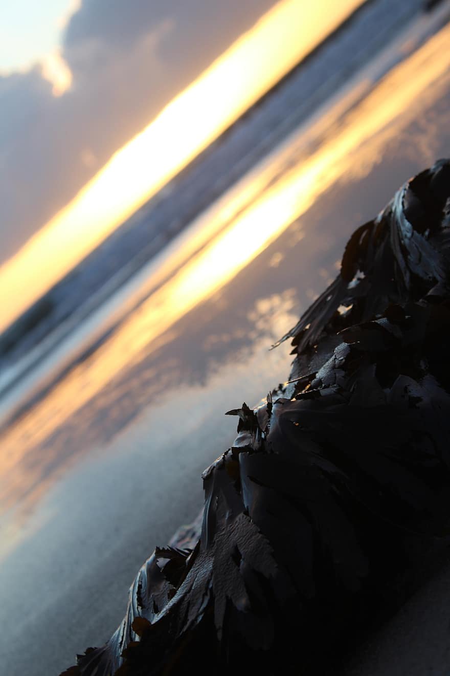 Sun, Sunset, Beach, Sea, Seaweed, Orange, Water
