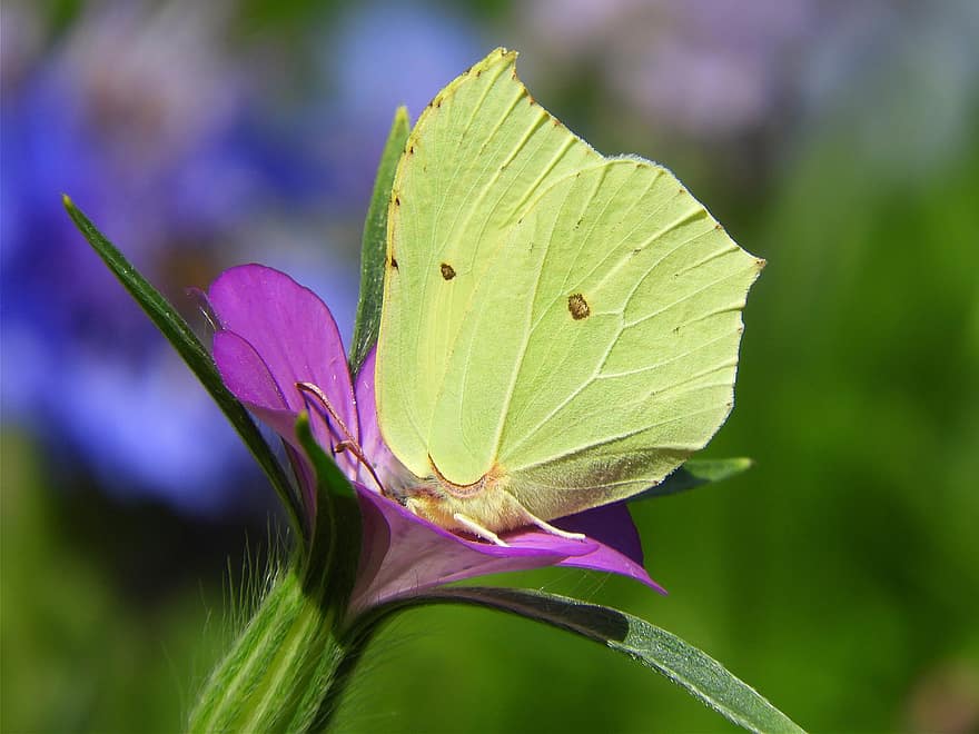 Almindelig svovl sommerfugl, sommerfugl, insekt, blomst, gonepteryx rhamni, vinger, plante, natur