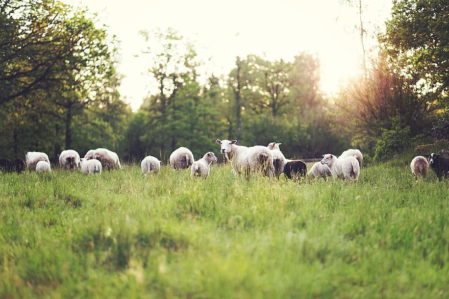 owca, pasący się, pastwisko, trawa, las, gospodarstwo rolne, rolnictwo, scena wiejska, łąka, żywy inwentarz, wełna