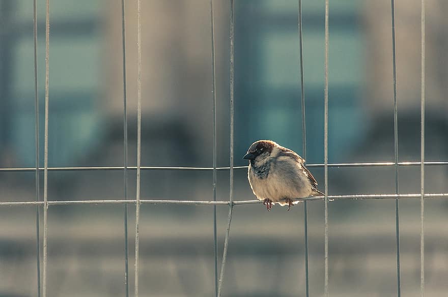 Sparrow, Bird, Sperling, beak, feather, close-up, animals in the wild, perching, small, fence, bird watching