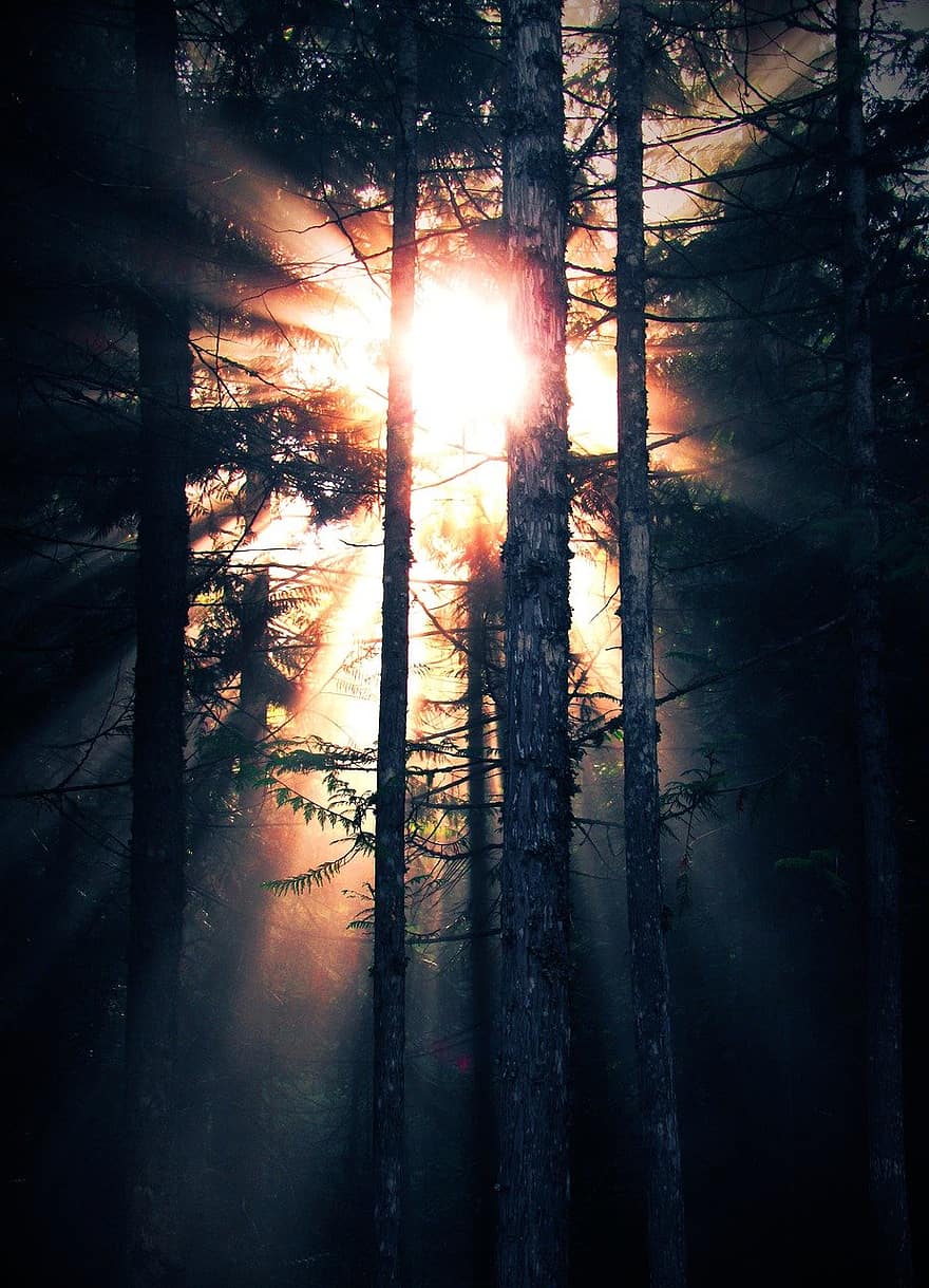 træer, Skov, sollys
