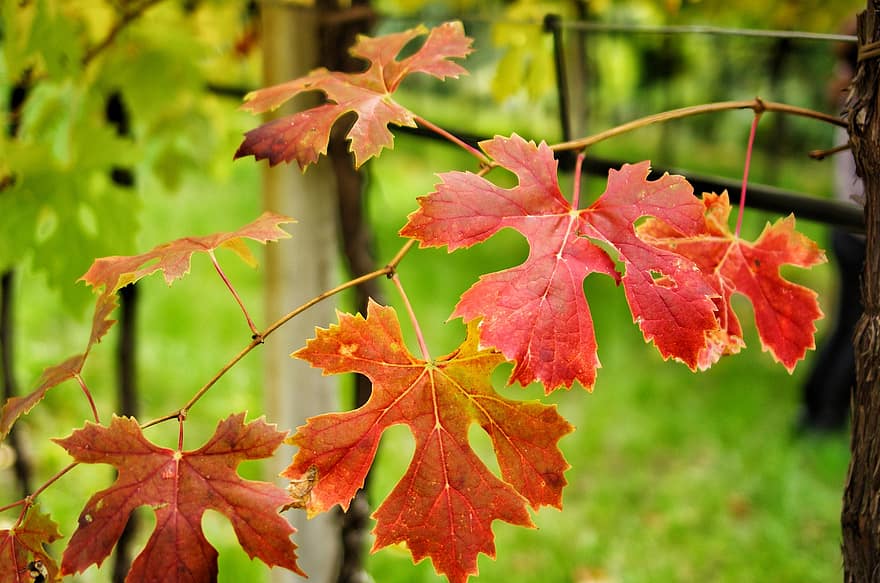 wijngaard, bladeren, natuur, herfst, vallen, seizoen