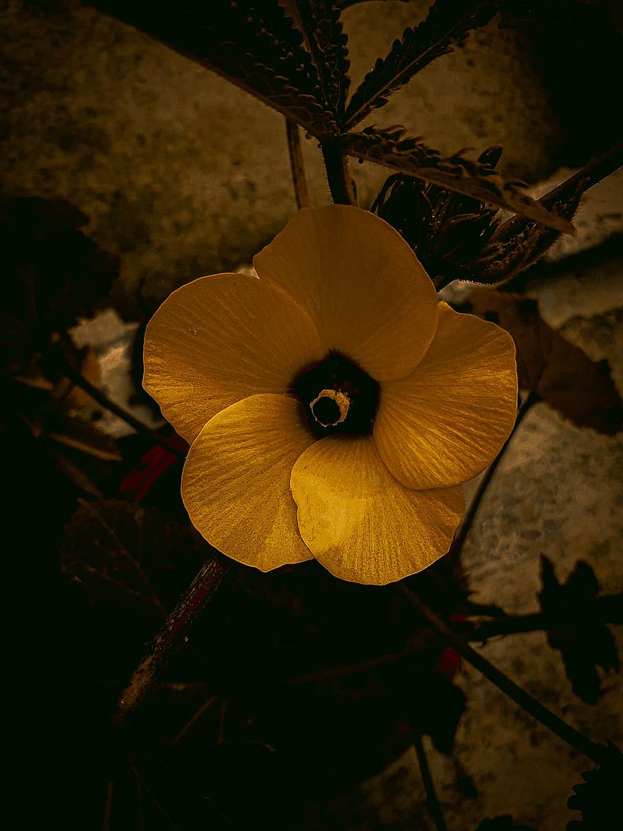 flor de quiabo, flor, Flor amarela, pétalas, pétalas amarelas, Flor, flora