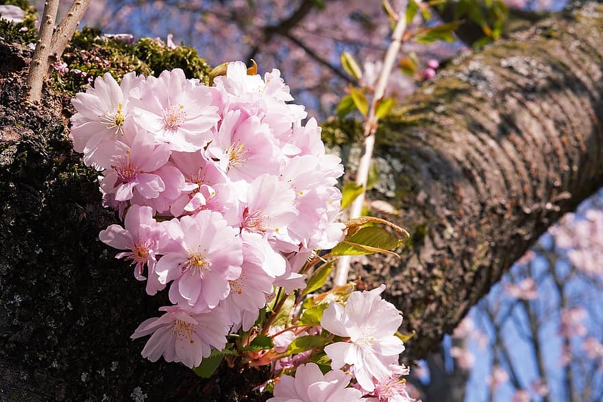 เชอร์รี่ญี่ปุ่น, ดอกซากุระ, ต้นเชอร์รี่, สีชมพู, พืช, เบ่งบาน, ต้นไม้, ธรรมชาติ, ดอก, ดอกไม้, ปลูก