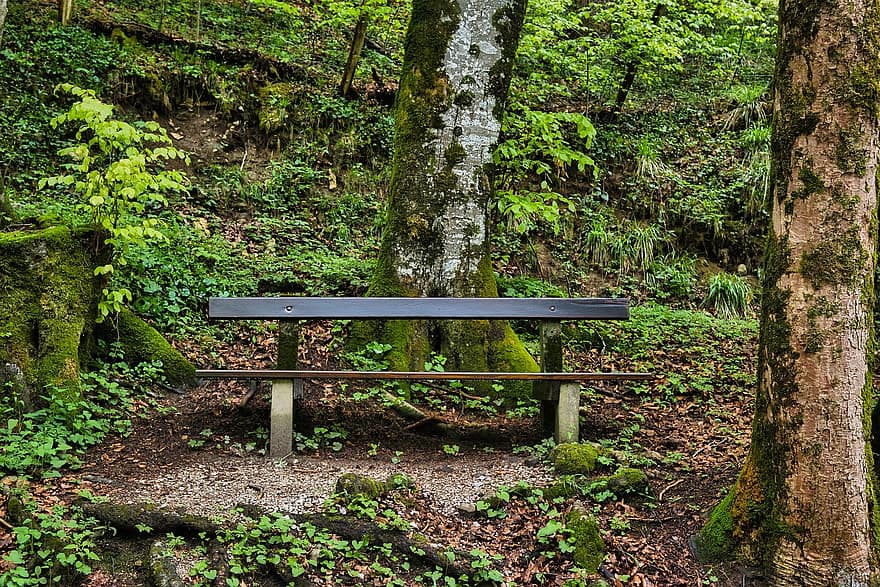 lavice, les, stromy, rostlin, kmeny stromů, dřevěné lavice, sedadlo, venku, Příroda, zelená, odpočinek