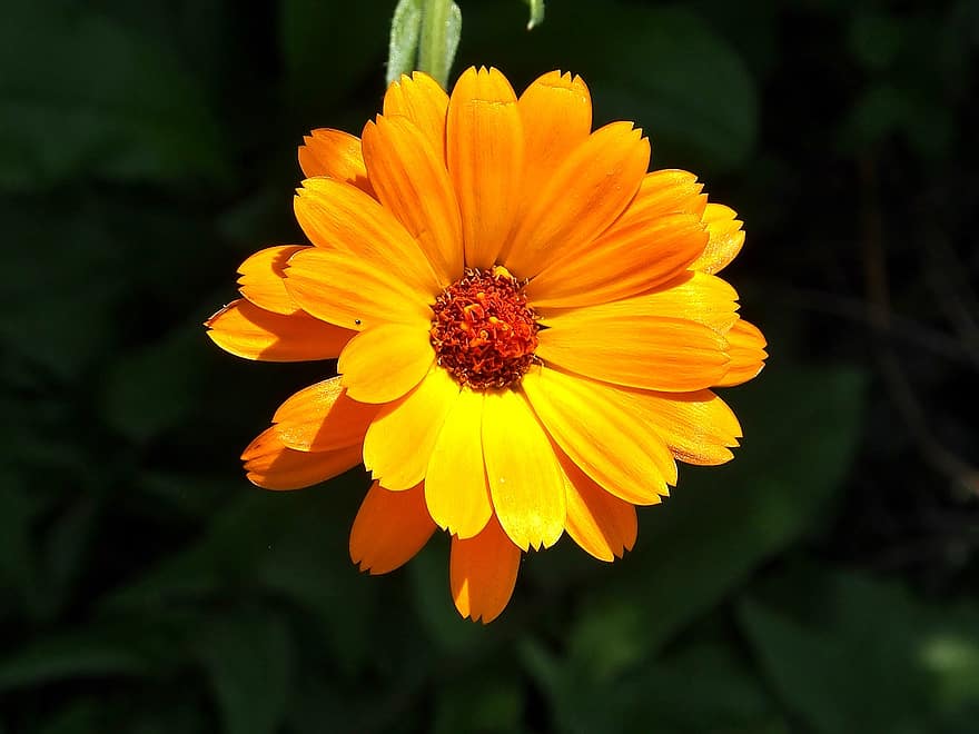 Marigold, Yellow, Blossom, Bloom, Medicinal Plant