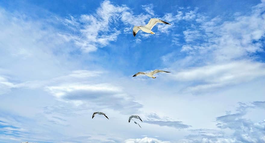 Seagulls, Birds, Sky, Clouds, Flying, Gulls, Animals, Wildlife, Flight