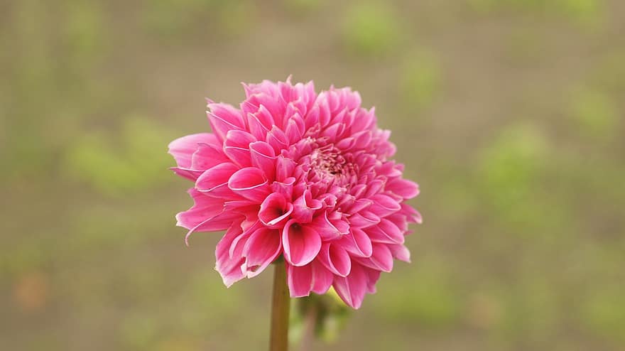 Dahlia, Flower, Pink Dahlia, Pink Flower, Petals, Pink Petals, Bloom, Blossom, Flora, Garden, Ornamental Plant