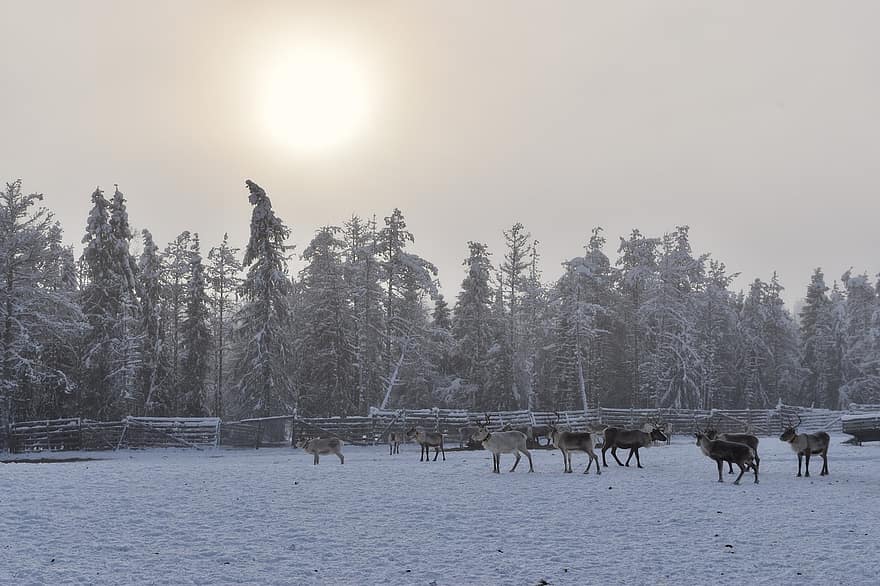 rénszarvas, hó, téli, Finnország, Lappföld, természet, erdő, tájkép, fa, hegy, vidéki táj
