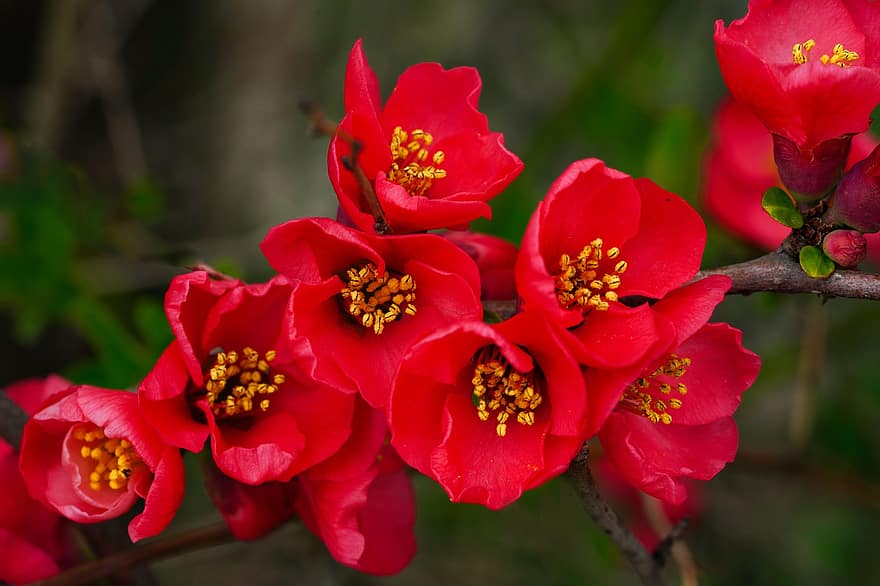 flor, Flor Myeongja, Flores de primavera, insectos, macro, afijo, República de Corea, primavera, de cerca, planta, hoja