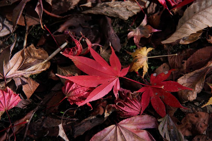 listy, podzim, javor, přízemní, Příroda, detailní, podzimní listy, olše list, javorové listy, oranžový list, podzimní barvy