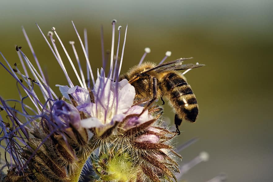 pszczoła, pszczoła miodna, owad, zapylać, nektar