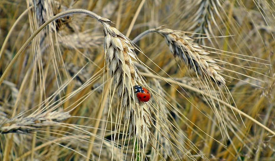 пшениця, поле, сонечко, комаха, пшеничне поле, ячмінь, посіви, посіви пшениці, орна земля, сільське господарство, ферми