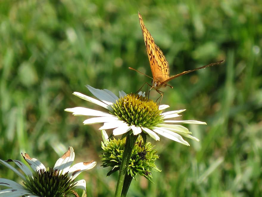 motýl, květ, opylit, opylování, hmyz, okřídlený hmyz, motýlí křídla, flóra, fauna, Příroda, sedmikráska